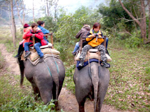 Jungle Safari in Nepal 